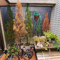 画像254